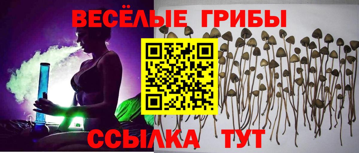 Галлюциногенные грибы прущие грибы  Вход с VPN  Вышний Волочёк  Псилоцибиновые грибы GOLDEN TEACHER 